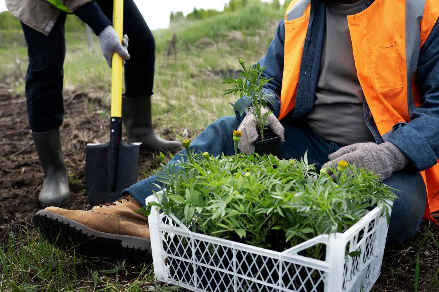 Clarksville, TX Tree Service Company